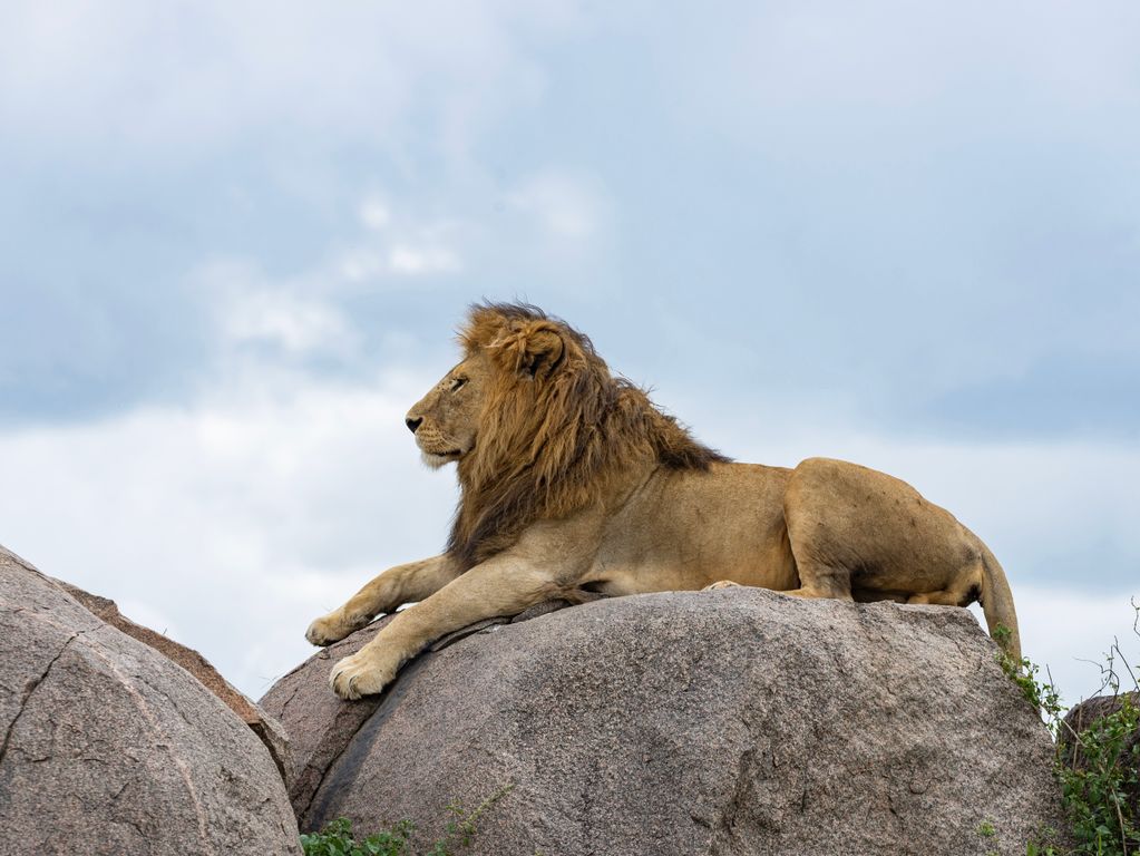 Tanzania leeuw